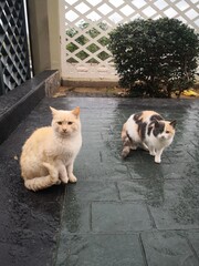 Naklejka na ściany i meble cats after a rainy day 