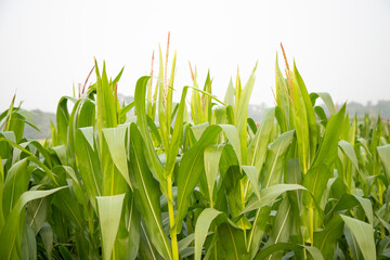 Green Cornflower Tree in the field. organic agriculture