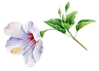 Set of Hibiscus flower, leaf, buds on isolated white background, watercolor illustration