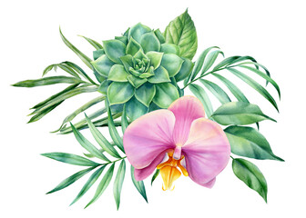 Bouquet of leaves of tropical plants, succulent, orchid on white background, watercolor botanical illustration