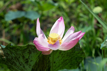 Pink blooming lotus in the lake, lotus of Buddhism