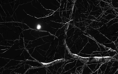 Moon on a frosty night among the branches