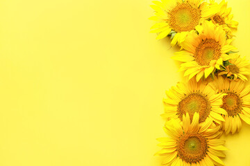 Beautiful sunflowers on color background