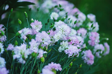 Dianthus plumarius (Carnation Hungarian) blooming in summer garden. Light pink flowers close up with selective focus.