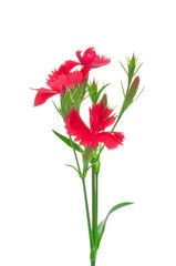 Carnation (Dianthus chinensis) red with buds on white isolated background close up