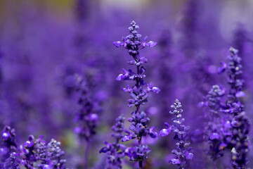 Beautiful violet salvia flowers background, in the garden