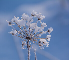 Frosted flower branch on blue sky background.
