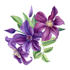 Bouquet of purple flowers on a white background. Clematis watercolor, botanical illustration