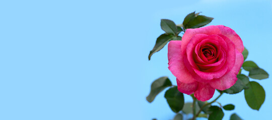 Rose on blue background. Valentine's day concept.