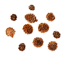 cones of larch isolated on white background
