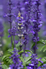 Close up purple salvia purple flowers in garden