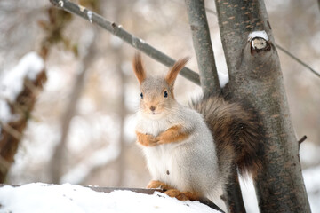 The gray squirrel eating sunflower seeds on the tree in the park in winter