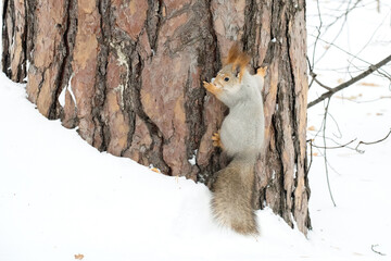The gray squirrel eating sunflower seeds on the tree in the park in winter