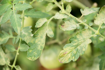 Disease of the leaves of ripening green tomatoes in the garden in summer