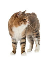 Kurilian Bobtail in studio