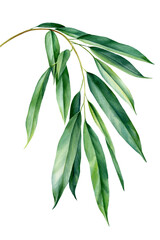 Fototapeta Tropical watercolor ficus leaves, jungle flora obraz