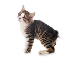 Kurilian Bobtail in studio