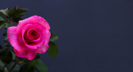 Rose on dark background. Valentine's day concept.