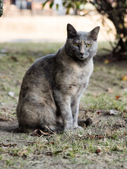 公園のグレー色の野良猫