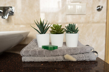 The potted succulents stand on the cotton towels decorating the interior of the modern bathroom
