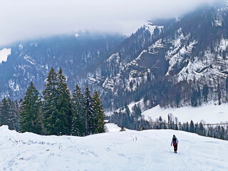 Hikers and walkers on the beautiful idyllic fresh snow of the Swiss Alps and on slopes of the...