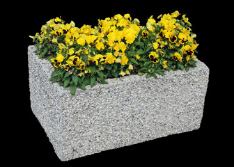 Pansies  flowers grow in an simple concrete stone street flowerpot isolated