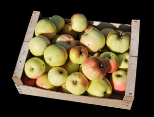 Autumn  apples in wooden box isolated