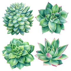 Fototapeta premium Set of Succulents on white background, watercolor botanical illustration, green echeveria