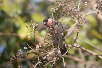 eurasian bullfinch on the branch