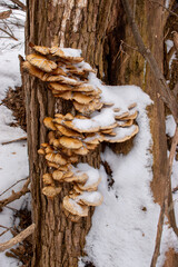 Mushroom Tree grow in winter&nbsp;