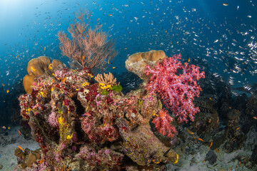Naklejka na ściany i meble Mixed hard coral and soft coral reef in the sea