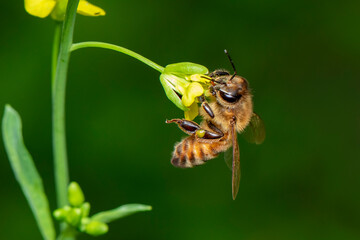 Image of bee or honeybee on flower collects nectar. Golden honeybee on flower pollen with space blur background for text. Insect. Animal.