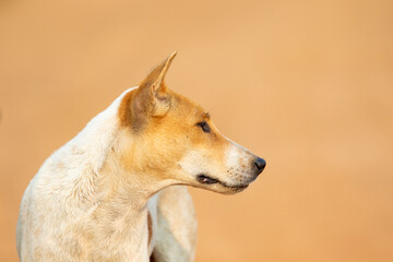 Image of Brown and white striped dog on nature background. Animal. Pet.
