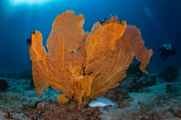 seafan coral reef in the blue sea and puffer fish