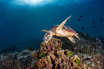 Naklejka na ściany i meble sea turtles on coral reef
