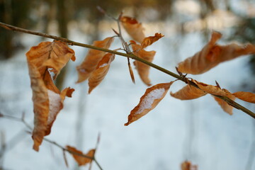 Abstract macro photography of colorful leaves at branches with snow in winter forest