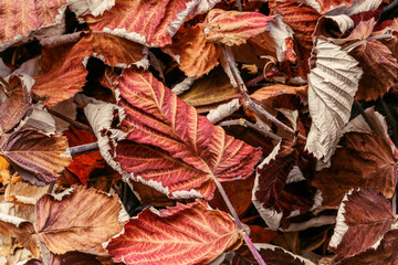 Herbal alternative medicine. Autumn natural background pattern with the texture of red dried useful raspberry leaves for brewing medicinal tea infusion
