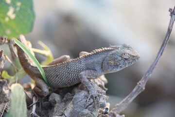 Chameleon 