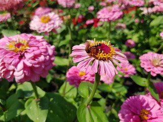 pink flowers with bee in the garden