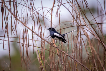 Image of Oriental magpie robin (Copsychus saularis) on a tree branch on white background. Birds. Animal.