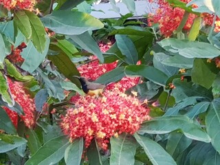 red and yellow flowers
