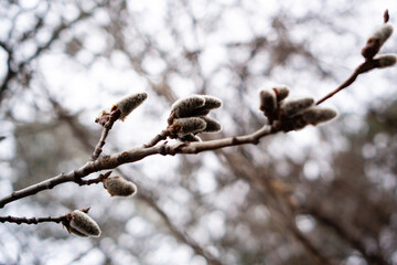 Spring in the swollen and opened buds of willow