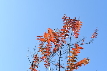 オレンジ色に紅葉した樹木