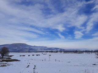 Fototapeta premium landscape with snow