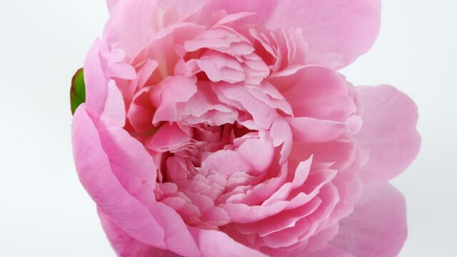Beautiful pink, Blooming peony flower open on white background. Wedding backdrop, Valentine's Day concept. Time lapse, close-up timelapse. High quality 4k footage