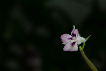 Macro photography of the flower of a maranta leuconeura