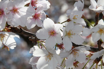 桜の花