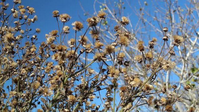 Mature brown achene pappus head fruit of California Silk Goldenaster, Heterotheca Grandiflora, Asteraceae, native herbaceous perennial near Bluff Creek Trail, Southern California Coast, Winter.