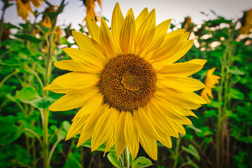 Fototapeta premium Die Sonnenblume