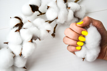Female hand with yellow nail design holding cotton plant. Yellow nail polish manicure.